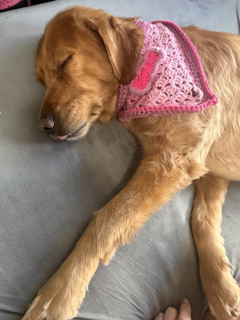 Pet resting comfortably while wearing a pink handmade crochet bandana