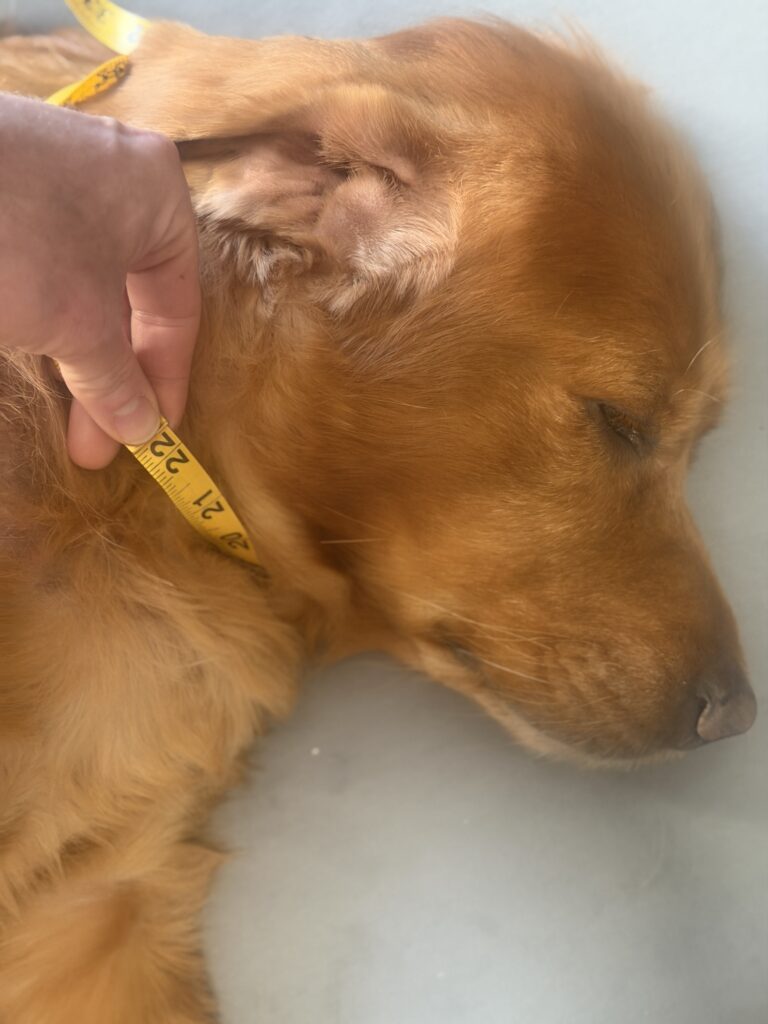 Measuring a dog's neck with a flexible measuring tape while allowing comfortable room underneath