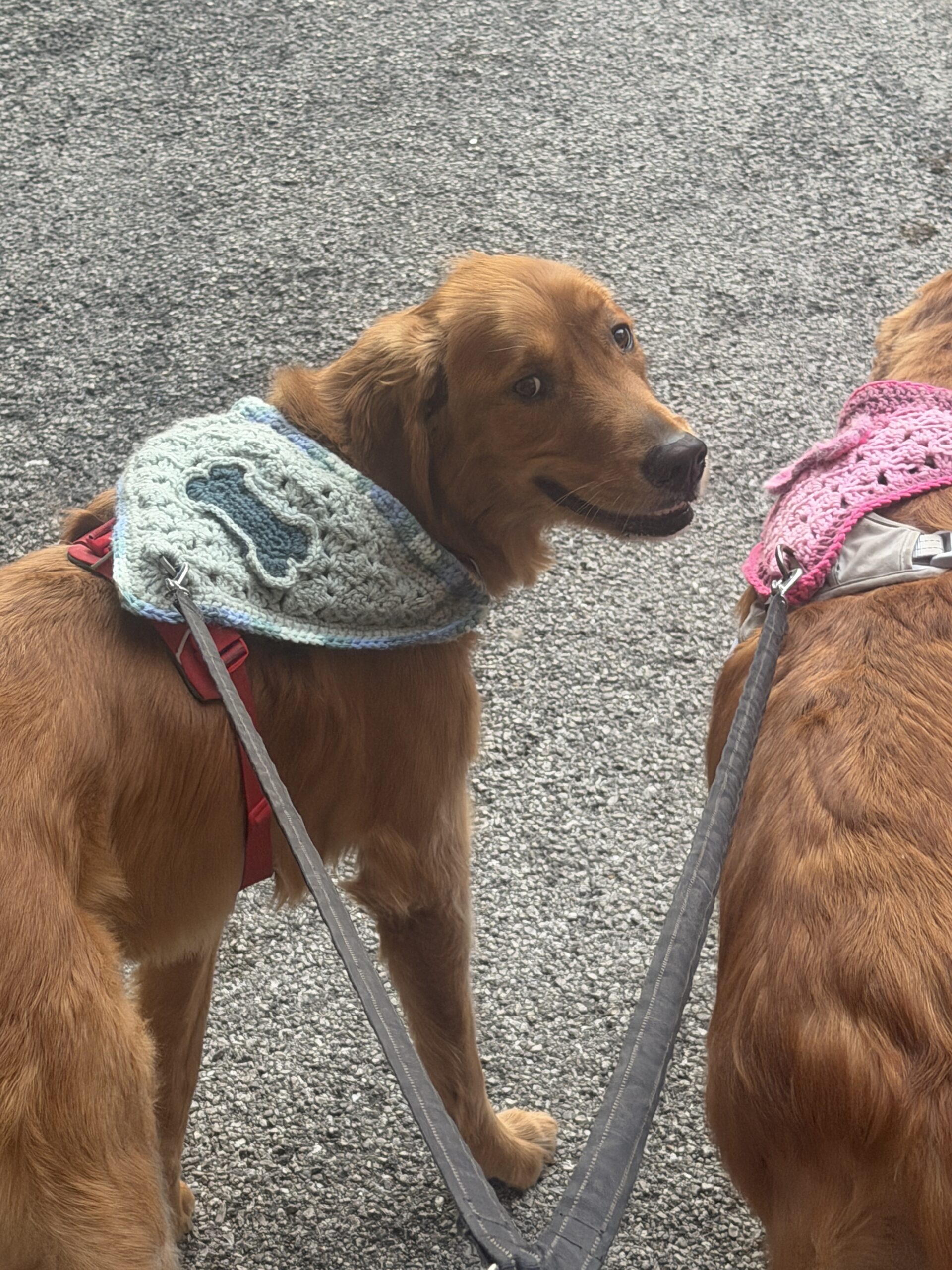 Bruno wearing a handmade green crochet bandana